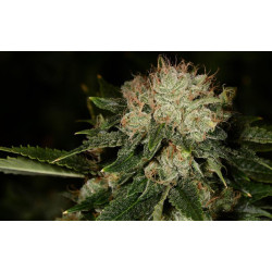 Bruce Banner
