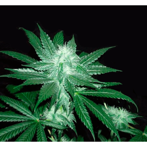 Cosmic Gelato